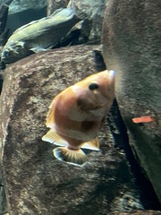 Sebastes rubrivinctus