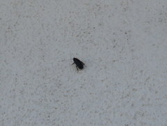 Loboptera decipiens