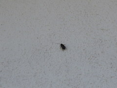 Loboptera decipiens