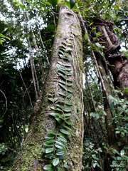 Gravesia serpens