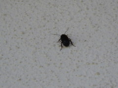 Loboptera decipiens