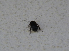 Loboptera decipiens
