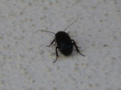 Loboptera decipiens
