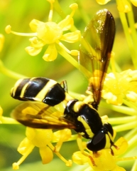 Xanthogramma marginale