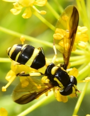 Xanthogramma marginale