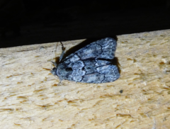 Cryphia fraudatricula