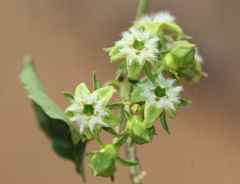 Gonolobus sororius