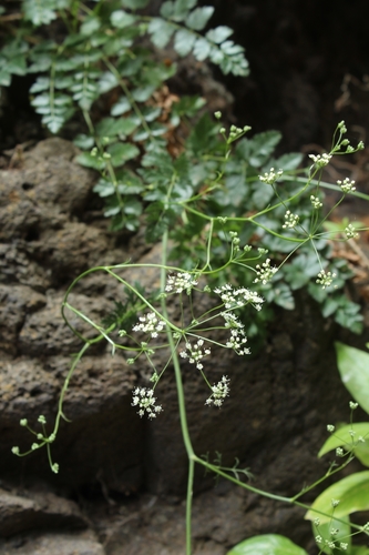 Pimpinella image