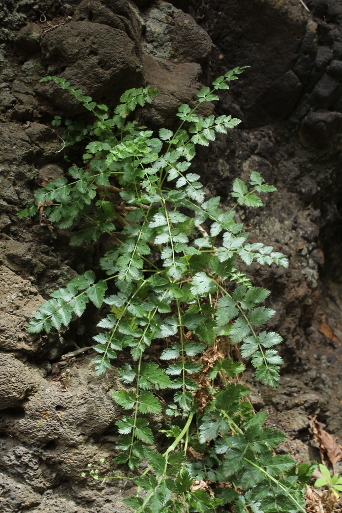 Pimpinella dendroselinum