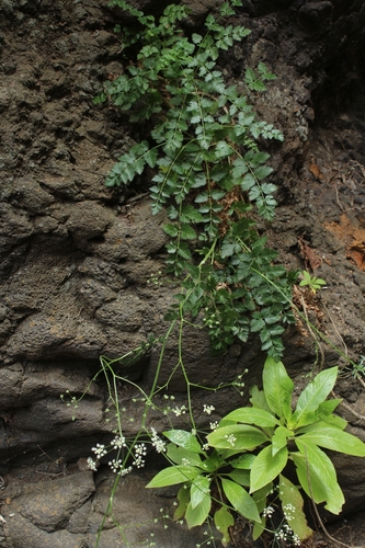 Pimpinella dendroselinum image