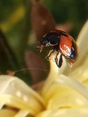Adalia bipunctata