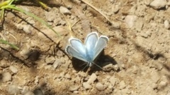 Glaucopsyche lygdamus