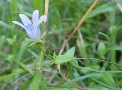Campanula californica