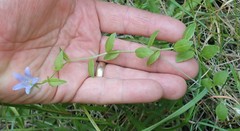 Campanula californica