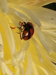 Adalia bipunctata