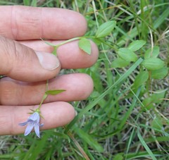 Campanula californica