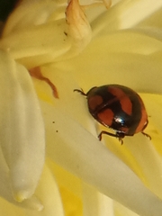 Adalia bipunctata