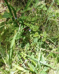 Campanula californica