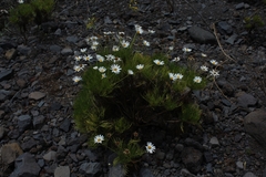 Argyranthemum gracile