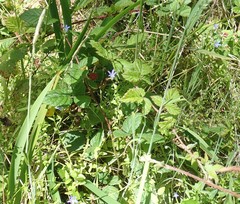 Campanula californica