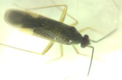 Orthonotus rufifrons