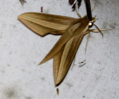 Xylophanes loelia