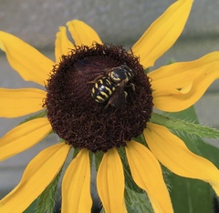 Dianthidium curvatum curvatum