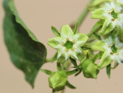 Gonolobus sororius