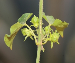 Gonolobus sororius