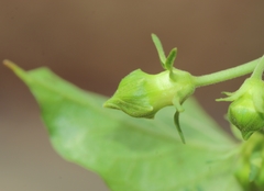 Gonolobus sororius