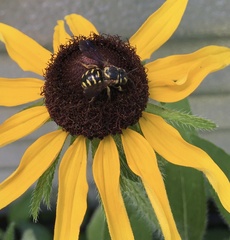 Dianthidium curvatum curvatum