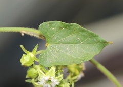 Gonolobus sororius
