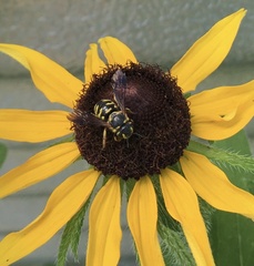 Dianthidium curvatum curvatum