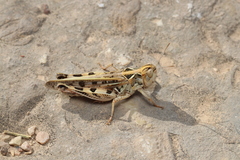 Dociostaurus maroccanus