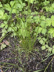 Juncus filiformis