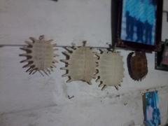 Notochelys platynota