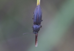 Agriotes lineatus