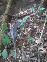 Varanus rudicollis