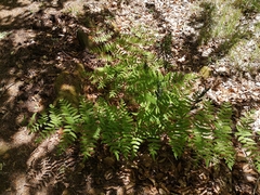 Osmunda regalis