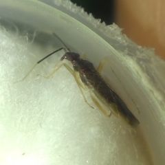 Orthonotus rufifrons