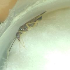 Orthonotus rufifrons