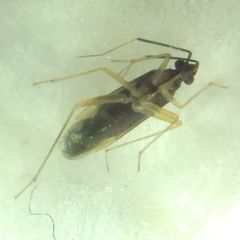 Orthonotus rufifrons