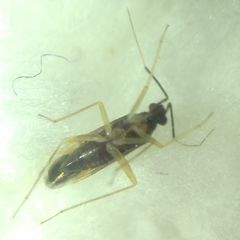 Orthonotus rufifrons