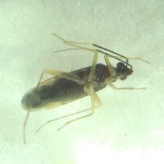 Orthonotus rufifrons