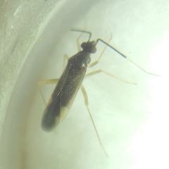 Orthonotus rufifrons