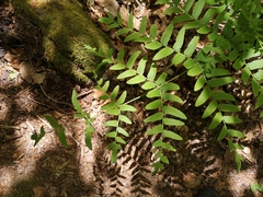 Osmunda regalis