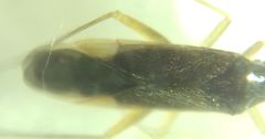 Orthonotus rufifrons