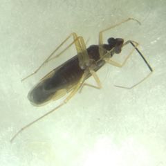 Orthonotus rufifrons