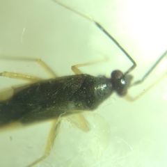 Orthonotus rufifrons