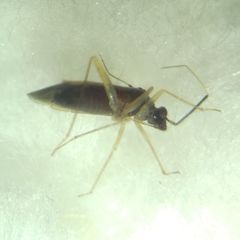 Orthonotus rufifrons